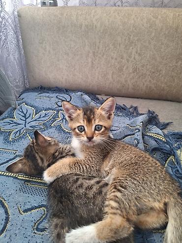 собака хаска: Продаю котят скотишь страйт короткошерстные прямоухие очень добрые и — 5