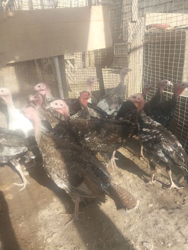Аквариумы: 3 ayliq hindusqa balasi var biri 20 manata unvan xirdalan icra