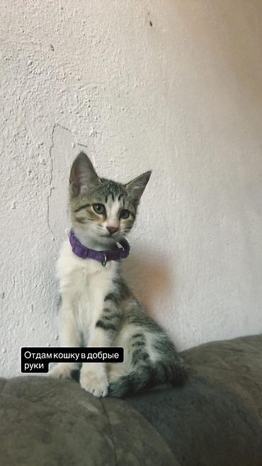 пантера сливы бесплатно: Кошка даром: Беспородная, Девочка, Приучена к лотку — 1