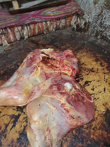 ветеринар каракол: Мясо 🍖 Говядина для собак 80 сом 1 кг свежее без запаха — 2