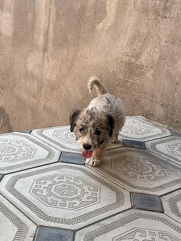 tap az pitbul: Malta bolonka, 2 ay, Dişi, Ünvandan götürmə — 2