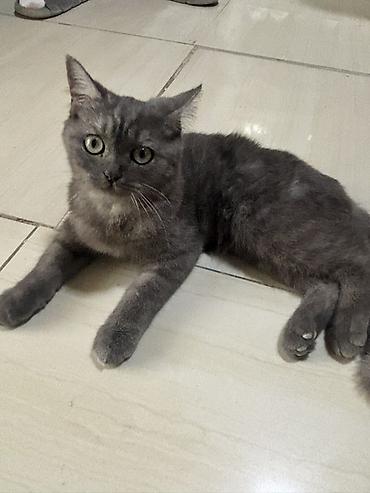 Dişi, Yaxşı əllərə, Ünvandan götürmə lalafo.az -da Dişi, Yaxşı əllərə, Ünvandan götürmə