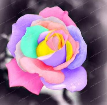 Semena i sadnice: Seme ruze
Cena 650din 10 semenki na lalafo.rs — 8 Semena i sadnice: Seme ruze
Cena 650din 10 semenki — 8