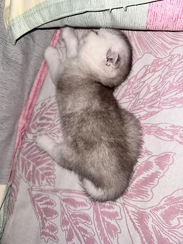 шотланская вислоухая кошка: Шотландский вислоухий котёнок (Scottish Fold) - Окрас: шиншилла — 2