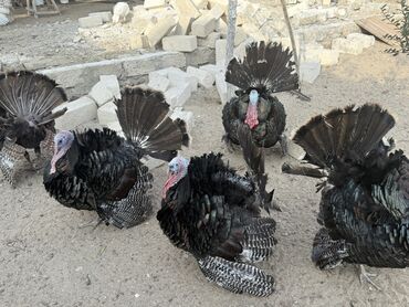 Hinduşka: Erkək, Damazlıq — 10