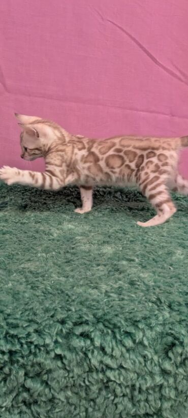 Продажа кошек: Бенгальская, 1 месяц, Девочка, Белый, Кастрирована, Приучена к лотку, Проглистована — 4