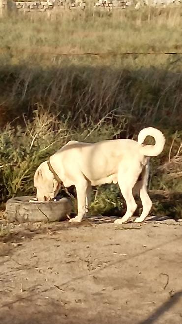 american bully qiymeti: Alabay, 1 il, Erkək, Peyvəndli, Rayonlara çatdırılma — 1