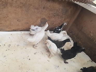 tovuz qusu satilir: Ağ-qara-bəzəkli hamısıda ayaqları lələkli 2 balaca sort yaponkalar — 3