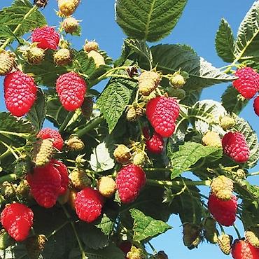 Фрукты и ягоды: Саженцы малины мапема полонез принимаю заказы на саженцы Малина — 7