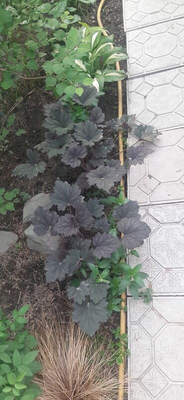 Садовые цветы и кустарники: Саженцы цветка: Пионы, Самовывоз at lalafo.kg — 11 Садовые цветы и кустарники: Саженцы цветка: Пионы, Самовывоз — 11