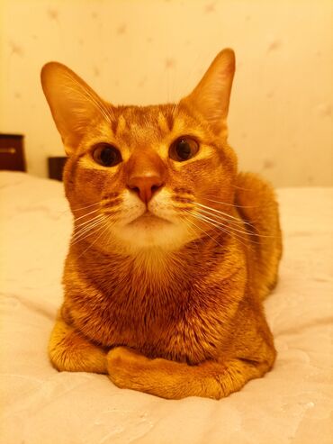 абиссинская порода: Вязка. Абиссинский кот