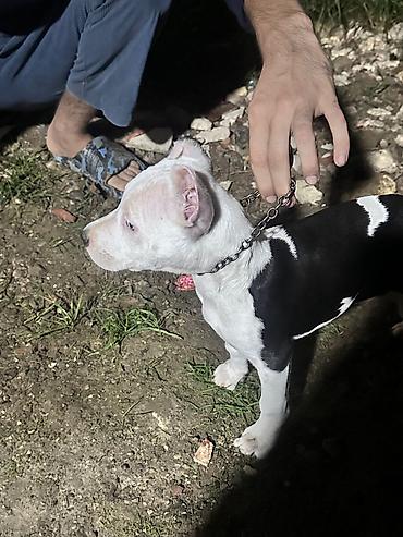 pop it: Pitbul, 2 ay, Dişi, Peyvəndli, Ödənişli çatdırılma — 4