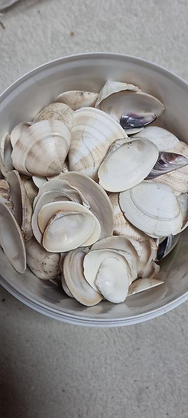 Галька: Морские ракушки для декора и творчества. 1кг в наличии - Набор — 7