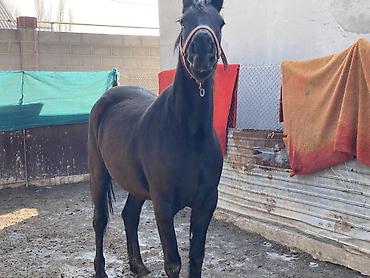 Лошади, кони: Продаю | Кобыла (самка) | Для разведения, Конный спорт | Племенные — 8