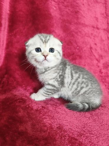 Продажа кошек: Предлагается к предварительному резерву котенок. Скоттиш Фолд. Девочка — 5