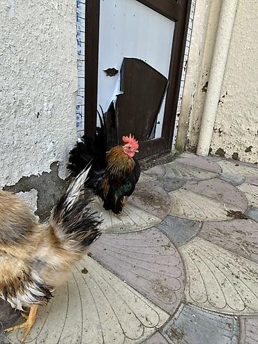 afcarka it adlari: Təmzi serma xoruzdardı real alcya endrim olcaq barter yoxdu — 3