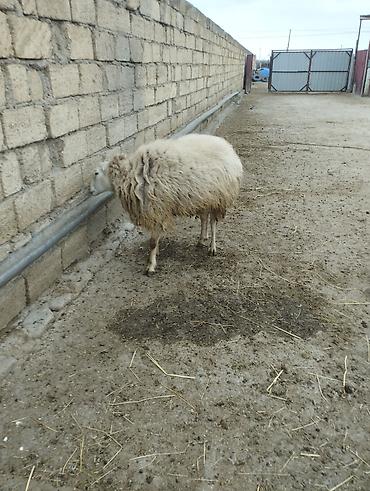 Qoyunlar, qoçlar: Erkək, il: 2, Damazlıq — 12