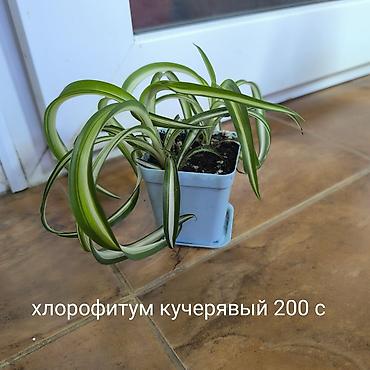 ботанический: Цветы, Комнатные растения, название,цены указаны на фото, район — 7