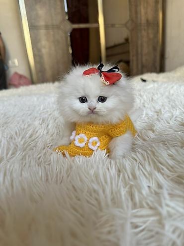 Pişiklər: Şinşilla — 2