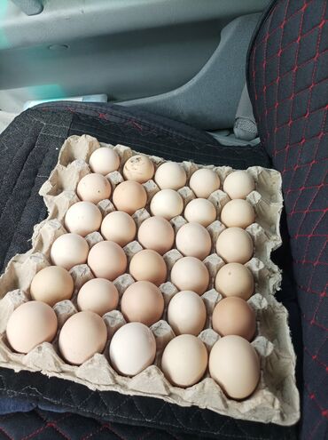 продаю кур: Продаются инкубационные яйца за шт