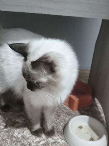 Продажа кошек: Сеамская кошка ей ровно 1 год о — 5