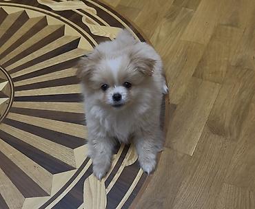 pomeranian it: Şpitz, 4 ay, Dişi, Peyvəndli — 3