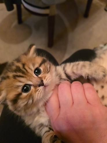 Pişiklər: Britan — 8