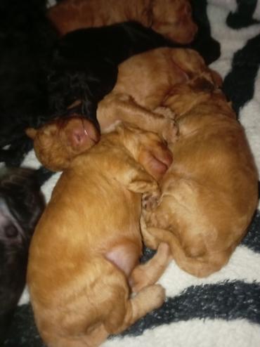 cins itler: 🐶 Bakıda Maltipoo balaları satılır — 7 bala! ❤️ 6 oktyabr 2026-cı il — 2