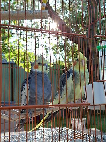 kanı kors: Nimfa (cockatiel) cütlüyü və qəfəs dəsti -nimfa tutuquşusu: biri daha — 1