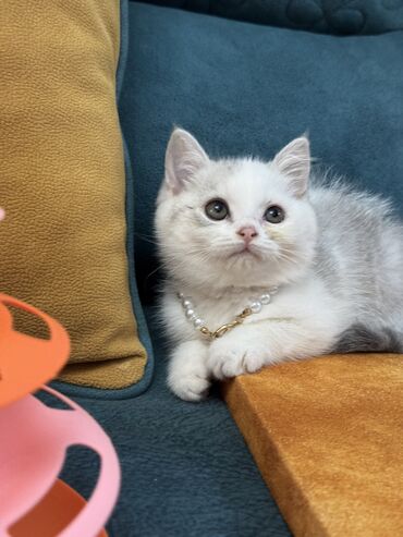 Pişiklər: Dişi, Erkək, Yaxşı əllərə, Ünvandan götürmə -da lalafo.az — 2 Pişiklər: Dişi, Erkək, Yaxşı əllərə, Ünvandan götürmə — 2