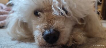 Вязка собак: Вязка пудель кобель — 8