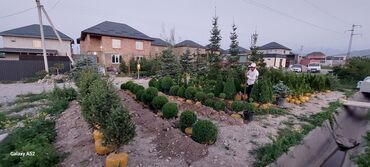 Декоративные деревья: Саженцы деревьев: Ели, Платная доставка — 9