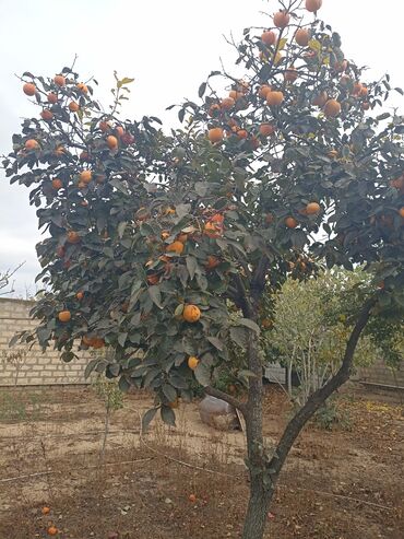 Buket güllər: Yığmaq məndən almaq sizdən - Növ: şirin xurma (diospyros/kaki) -
