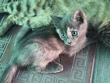 кошка майкун: Котята от домашней кошки - Окрас: есть дымчато‑серый, серый в полоску — 3