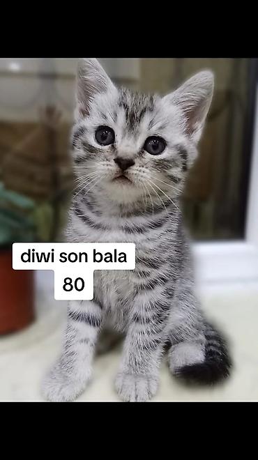 heyvan sikisi: Şinşilla, Erkək, Dişi, Yaxşı əllərə, Ödənişli çatdırılma — 1