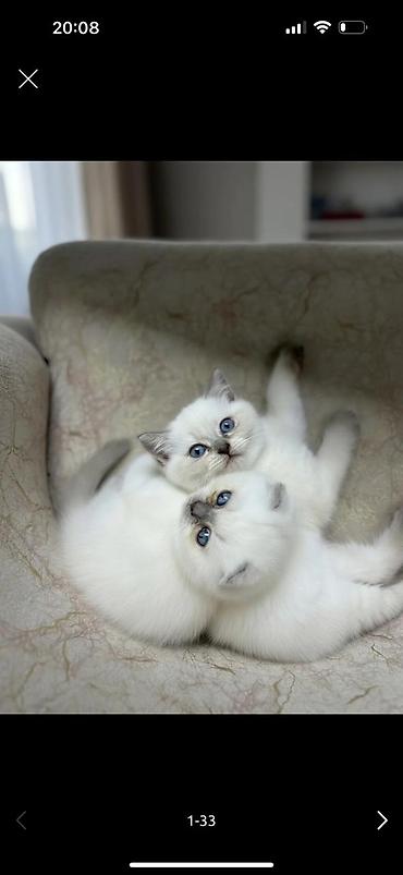 Pişiklər: Britan — 14