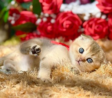 Pişiklər: Şotland — 1