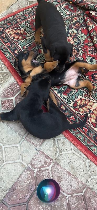 dişi doberman: Doberman, 1 ay — 2