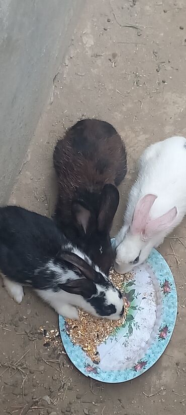 Dovşanlar: Satilir.cox alana endirim. 3 ve 4 ayliqlar ve birde 6 ayliq erkek