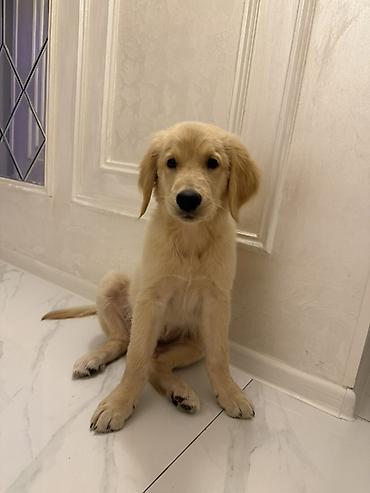 oglan it adlari: Retriever, 3 ay, Erkək — 2