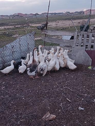 qaz ördek: Salam popullu ördəklər satilir inşAllah yumurtaya düşəcəklər kim — 3