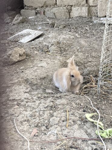 ereb dovşanı: 4 edediler bir ededi 23 azn