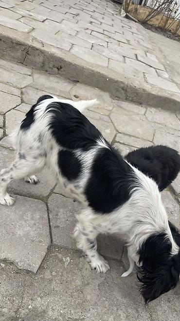 Отдам даром собаку: Собака русский охотничий спаниель, мелкая/средняя, черно-белого окраса — 10