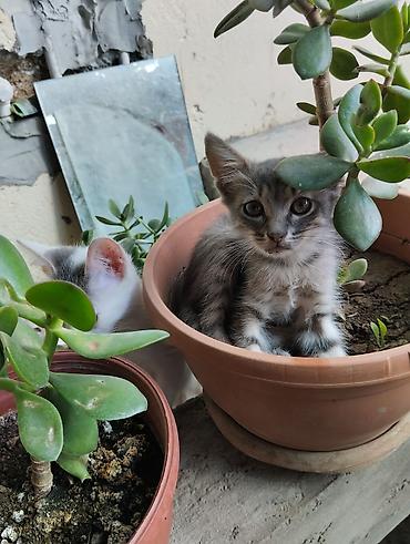 Tabbi, Erkək, Yaxşı əllərə, Ünvandan götürmə