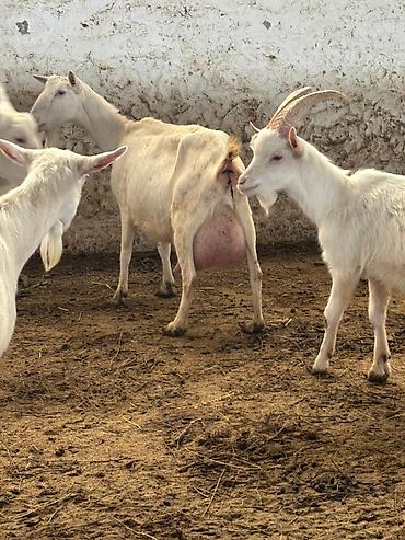 Mal-qara: Salam təmiz qan sanem keçiləri kom satılır 260 baş heyvandir — 2