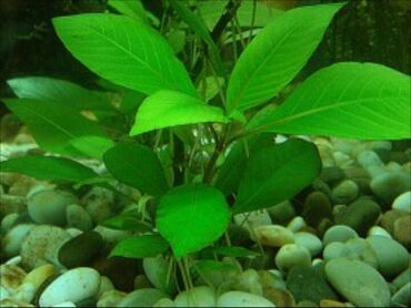 balıqlar: Akvarium bitkiləri, *TEBII-dır, qiymet 1-2-3-4-5m, (hündür yaxud