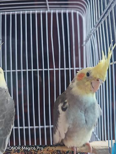 Qəfəs qarışıq hər şey üsdündə verilir 2 ədəd korella 3 4 aylıqdırlar