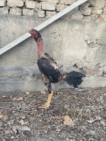 голубь птицы: Дакан Жалалабад