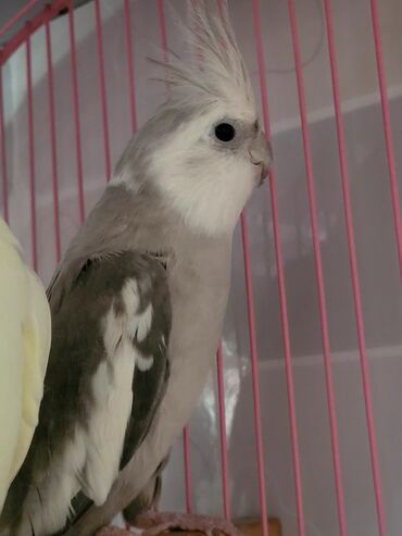 cins göyərçinlər: Karella albinos Satılır Ələ Öyrəşdirilib Erkek istəyənlər Əlaqə