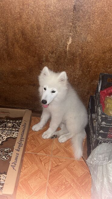 İtlər: Samoyed, 4 ay, Erkek, Pulsuz çatdırılma